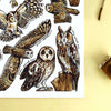 Alexia Claire | Owls of Britain | Postcard | Conscious Craft